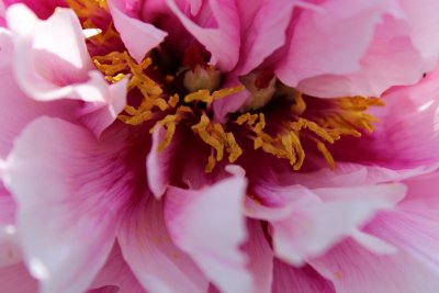 Paeonia suffruticosa - pivoňka keřovitá - květ (3)